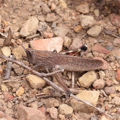 Coryphistes ruricola at Manton, NSW - 1 Jan 2025 by ConBoekel