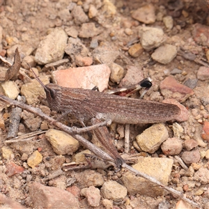 Acrididae sp. (family) at Manton, NSW - 2 Jan 2025