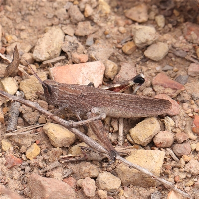 Acrididae sp. (family) (Unidentified Grasshopper) at Manton, NSW - 2 Jan 2025 by ConBoekel