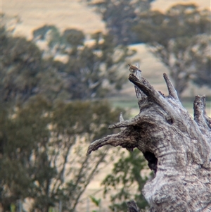 Aphelocephala leucopsis (Southern Whiteface) at Mullengandra, NSW by Darcy