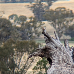 Aphelocephala leucopsis at Mullengandra, NSW - suppressed