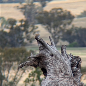 Aphelocephala leucopsis at Mullengandra, NSW - suppressed