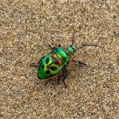 Scutiphora pedicellata (Metallic Jewel Bug) at Durras North, NSW - 26 Dec 2024 by JW