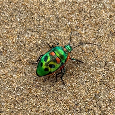 Scutiphora pedicellata (Metallic Jewel Bug) at Durras North, NSW - 27 Dec 2024 by JW