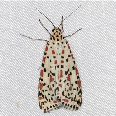 Utetheisa lotrix (Crotalaria Moth) at Melba, ACT - 4 Jan 2025 by kasiaaus