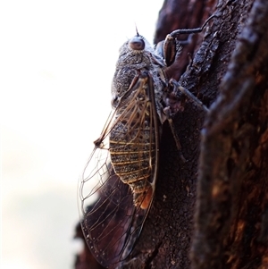 Atrapsalta furcilla at Cook, ACT - 4 Jan 2025 07:40 AM