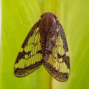 Scolypopa australis (Passionvine hopper, Fluffy bum) at Wallaroo, NSW by Jek