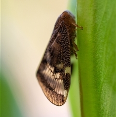 Scolypopa australis at Wallaroo, NSW - 4 Jan 2025 09:39 AM