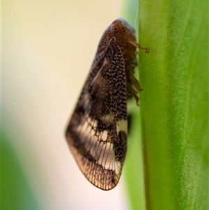 Scolypopa australis at Wallaroo, NSW - 4 Jan 2025 09:39 AM