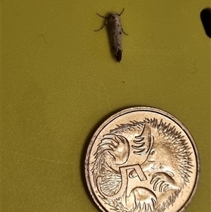 Unidentified Moth (Lepidoptera) at Copmanhurst, NSW by MazzV