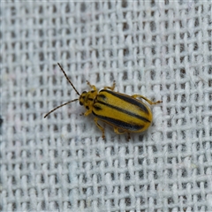 Xanthogaleruca luteola (Elm leaf beetle) at Harrison, ACT - 5 Jan 2025 by DPRees125