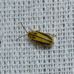 Xanthogaleruca luteola (Elm leaf beetle) at Harrison, ACT by DPRees125