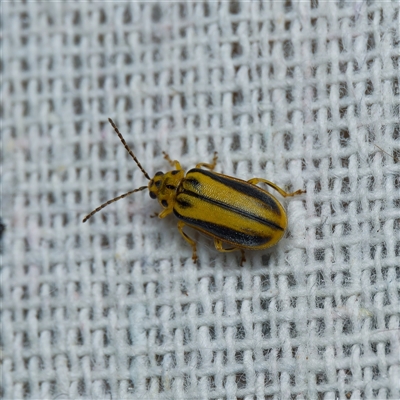 Xanthogaleruca luteola (Elm leaf beetle) at Harrison, ACT - 4 Jan 2025 by DPRees125