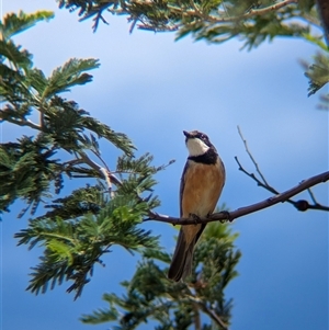 Pachycephala rufiventris at Mullengandra, NSW - suppressed