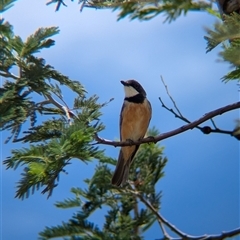 Pachycephala rufiventris at Mullengandra, NSW - suppressed