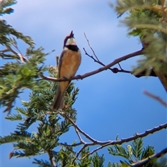 Pachycephala rufiventris at Mullengandra, NSW - suppressed