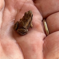 Crinia signifera (Common Eastern Froglet) at Gilmore, ACT - 5 Jan 2025 by Melmo