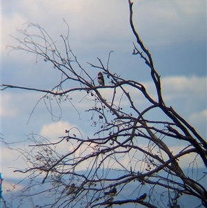 Stagonopleura guttata (Diamond Firetail) at Mullengandra, NSW by Darcy