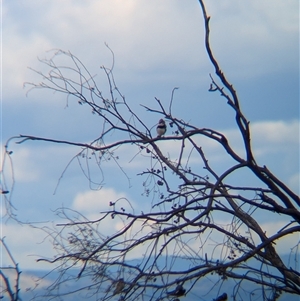 Stagonopleura guttata at Mullengandra, NSW - suppressed