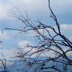 Stagonopleura guttata at Mullengandra, NSW - suppressed