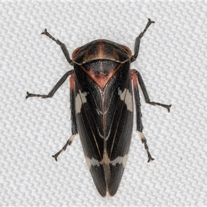 Eurymeloides pulchra (Gumtree hopper) at Melba, ACT by kasiaaus