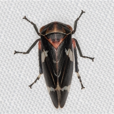 Eurymeloides pulchra (Gumtree hopper) at Melba, ACT - 4 Jan 2025 by kasiaaus