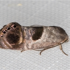 Eupselia beatella (Hypertrophidae) at Melba, ACT - 4 Jan 2025 by kasiaaus