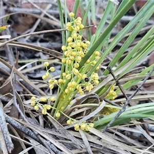 Lomandra filiformis subsp. coriacea at Hawker, ACT - 4 Jan 2025 06:49 AM