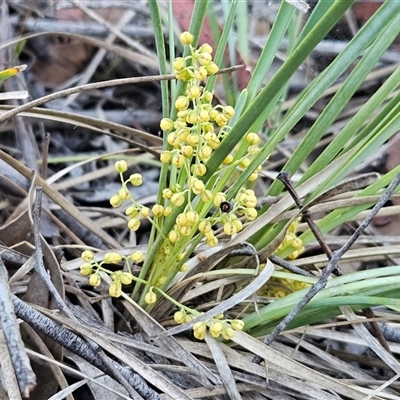 Lomandra filiformis subsp. coriacea (Wattle Matrush) at Hawker, ACT - 4 Jan 2025 by sangio7