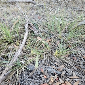 Lomandra filiformis subsp. coriacea at Hawker, ACT - 4 Jan 2025 06:49 AM