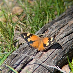 Heteronympha merope (Common Brown Butterfly) at Woomargama, NSW - 1 Dec 2024 by Darcy