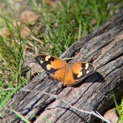 Heteronympha merope (Common Brown Butterfly) at Woomargama, NSW - 2 Dec 2024 by Darcy