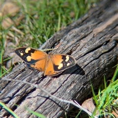 Heteronympha merope at Woomargama, NSW - suppressed