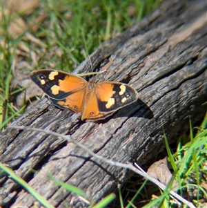 Heteronympha merope at Woomargama, NSW - suppressed