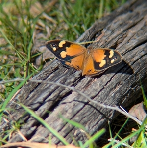 Heteronympha merope at Woomargama, NSW - suppressed