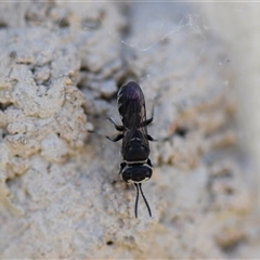 Pison sp. (genus) (Black mud-dauber wasp) at Tarago, NSW - 4 Jan 2025 by DrDJDavidJ