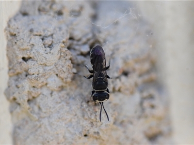 Unidentified Bee (Hymenoptera, Apiformes) at Tarago, NSW - 3 Jan 2025 by DrDJDavidJ