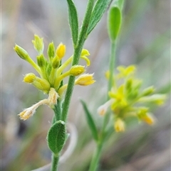 Pimelea curviflora var. sericea (Curved Riceflower) at Hawker, ACT - 3 Jan 2025 by sangio7