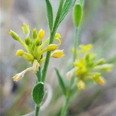 Pimelea curviflora var. sericea (Curved Riceflower) at Hawker, ACT - 3 Jan 2025 by sangio7