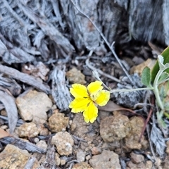 Goodenia hederacea subsp. hederacea (Ivy Goodenia, Forest Goodenia) at Hawker, ACT - 4 Jan 2025 by sangio7