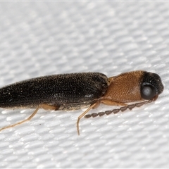 Elateridae (family) (Unidentified click beetle) at Melba, ACT - 4 Jan 2025 by kasiaaus