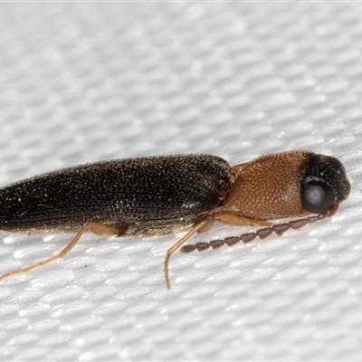 Elateridae (family) (Unidentified click beetle) at Melba, ACT - 4 Jan 2025 by kasiaaus