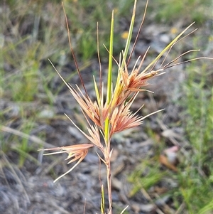 Themeda triandra at Hawker, ACT - 4 Jan 2025 07:09 AM