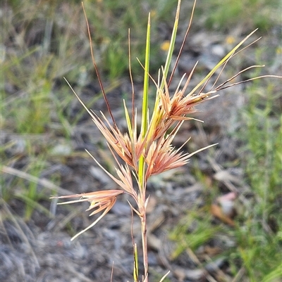 Themeda triandra (Kangaroo Grass) at Hawker, ACT - 3 Jan 2025 by sangio7