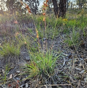 Themeda triandra at Hawker, ACT - 4 Jan 2025 07:09 AM