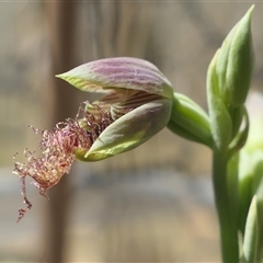 Calochilus therophilus (Late Beard Orchid) at Gundaroo, NSW - 5 Jan 2025 by MaartjeSevenster