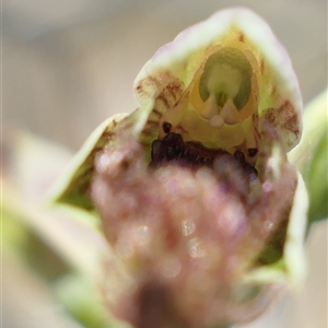 Calochilus therophilus at Gundaroo, NSW - 5 Jan 2025