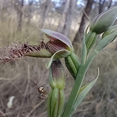 Calochilus therophilus at Gundaroo, NSW - 5 Jan 2025