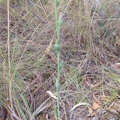 Calochilus therophilus at Gundaroo, NSW - 5 Jan 2025