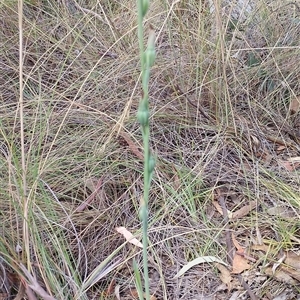 Calochilus therophilus at Gundaroo, NSW - 5 Jan 2025